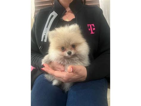 Teacup Pomeranian puppies in Riverside - Puppies for Sale Near Me