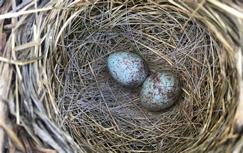 Song Sparrow nest with eggs - Flathead Audubon Society