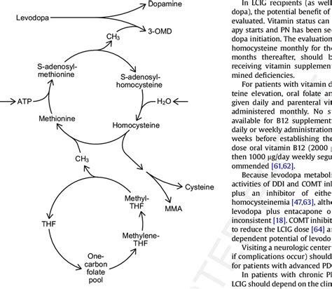 Facets Of Levodopa And Homocysteine Metabolism Hypothesized To Be