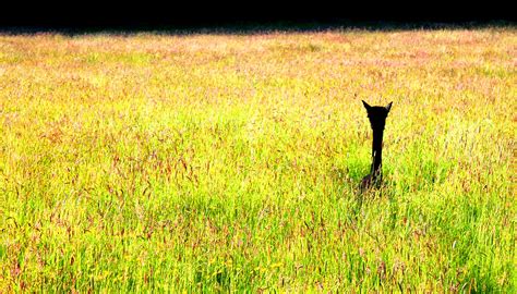 Free Images Field Lawn Meadow Prairie Flower Peak Explore