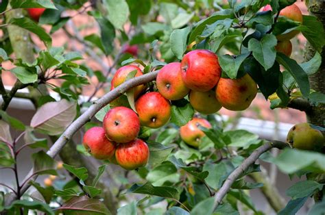 Äpfel Apfelbaum Obst Kostenloses Foto auf Pixabay Pixabay