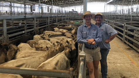 Mortlake Cattle Sale Brings Huge Yarding Stock And Land Vic