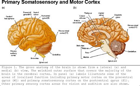 Figure 1 from Primary Somatosensory and Motor Cortex | Semantic Scholar