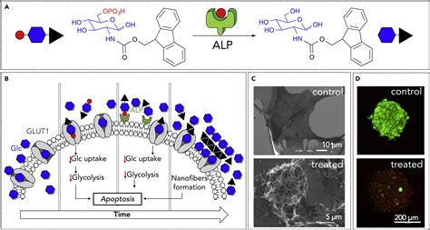 Carbohydrate Amphiphiles For Supramolecular Biomaterials Design Self