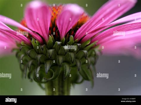 Pink Coneflower Echinacea Stock Photo Alamy