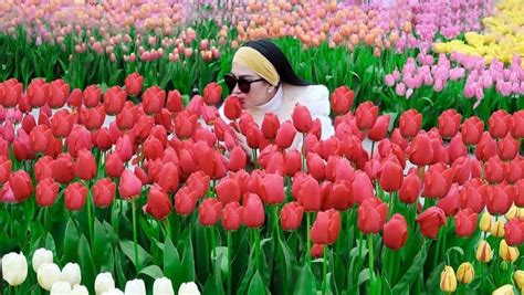 Kebun Bunga Tulip Di Indonesia - 54+ Koleksi Gambar