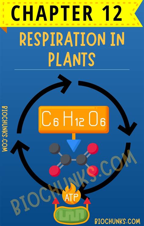 Respiration In Plants Biology Notes CBSE NCERT Biochunks Life