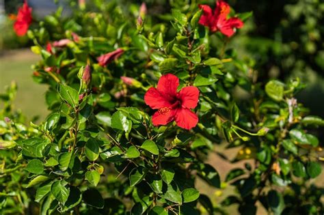 Premium Photo Red Hibiscus Flower On A Green Background