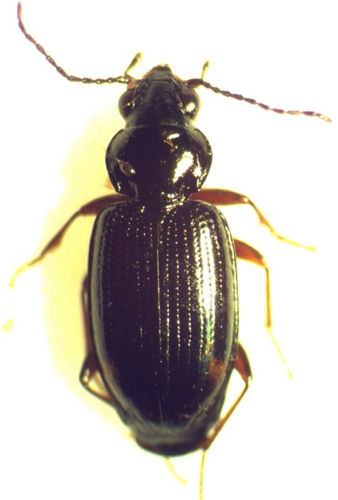 R F Insecta Coleoptera Carabidae Bembidion Philochthus