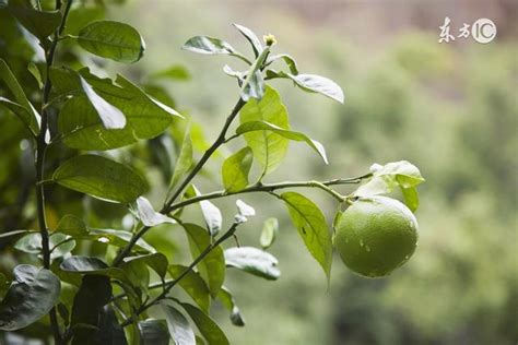 柚子种植之选苗培育与嫁接 每日头条