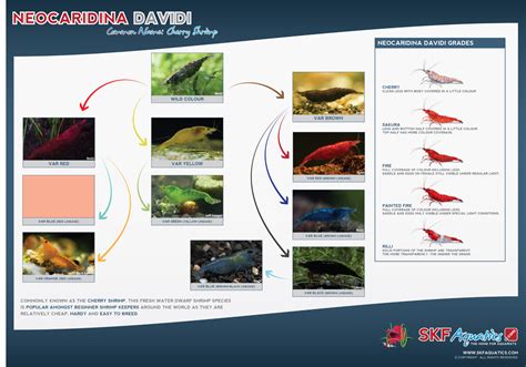 SKF Neocaridina davidi Photo Chart - Grading - Shrimp Keepers Forum