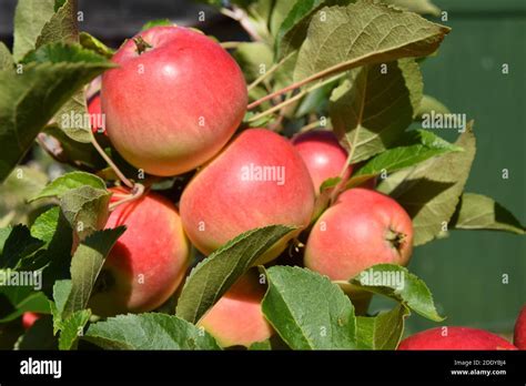 Eating Apple Malus Domestica Discovery Stock Photo Alamy