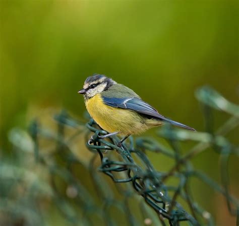 Blue Tit Bird Ornithology - Free photo on Pixabay - Pixabay