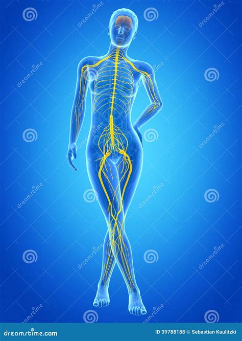 The Female Nervous System Stock Illustration Illustration Of Nerve