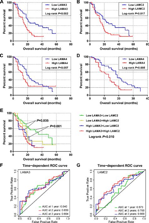 Survival And Survivalroc Analysis Of Lama3 And Lamc2 Expression In The Download Scientific