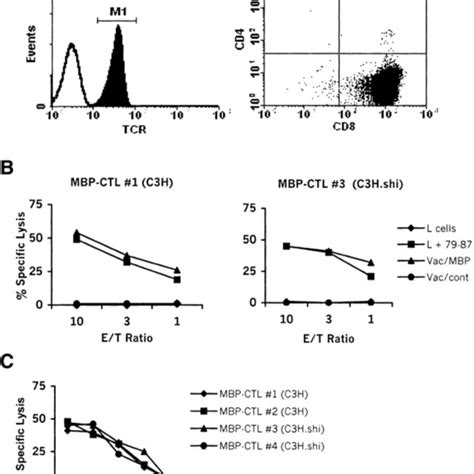 MBP Specific CD8 Cytotoxic T Cells Are Present In Wild Type Mice A