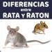 Diferencia entre Rata y Ratón Características Fisonomía