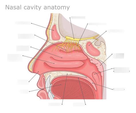 Special Senses Smell Diagram Quizlet