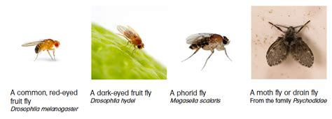 Drain Flies Vs Fruit Flies