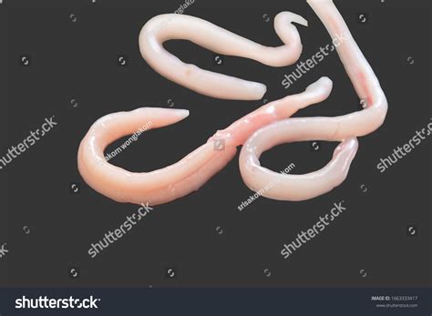 Nematode Body Diagram: Over 2 Royalty-Free Licensable Stock Photos ...