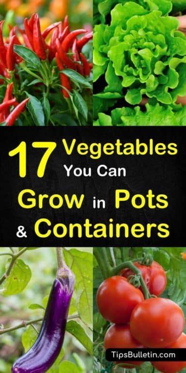 17 Vegetables That You Can Grow In Pots And Containers Container