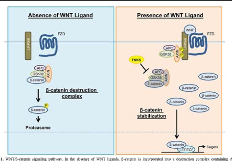 Figure 1 from The temporal specific role of WNT β catenin signaling