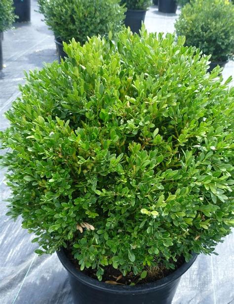 Buxus Green Gem Boxwood From Johnson Farms Inc