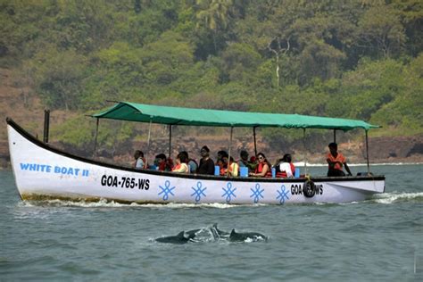 Top Places To Spot Dolphins In India Dolphin Destinations In India