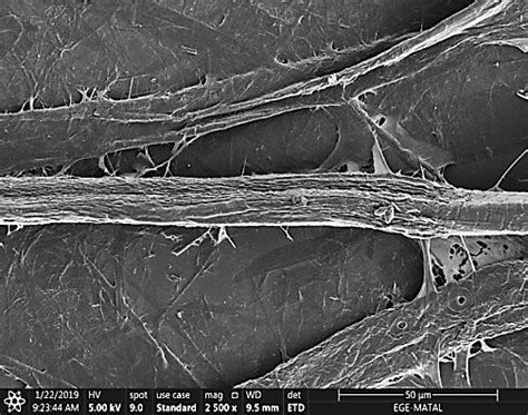 Sem Images Of A Alkaline Treated Cellulose And The Cellulose