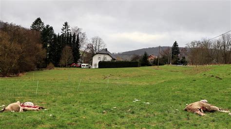 War Es Ein Wolf Tote Schafe Bei Niedersayn Entdeckt Westerw Lder