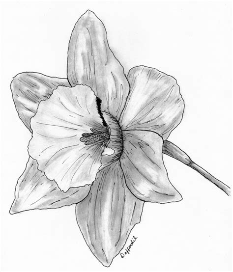 Daffodil Pencil Drawing