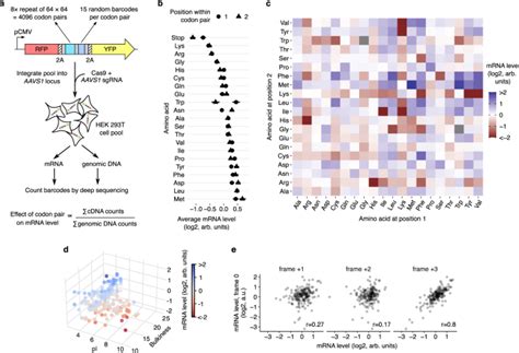 A Nascent Peptide Code For Translational Control Of MRNA Stability In