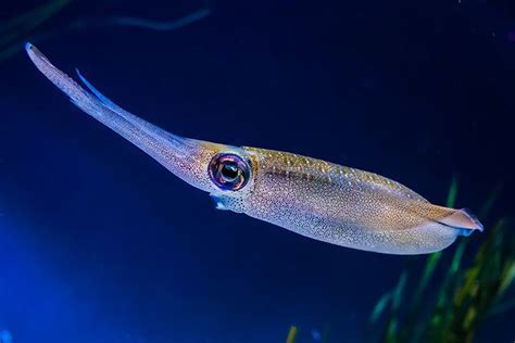 Squid - Animal Facts for Kids - Characteristics & Pictures