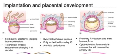 Lecture Placenta And Trophoblastic Disease Flashcards Quizlet