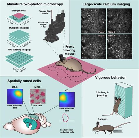 The Mini2p The Kavli Institute For Systems Neuroscience Ntnu