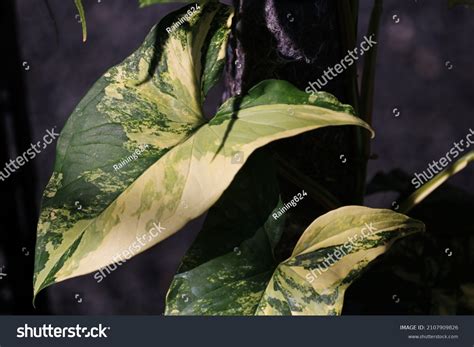 7 Syn Gonium Podophyllum Aurea Images Stock Photos And Vectors