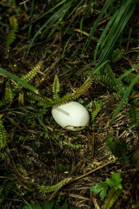 Watch Your Step Nelson Lakes Any Id Rnewzealandwildlife