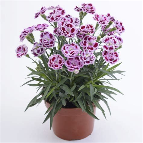 Dianthus Plumarius DELILAH Bicolor Purple ThinkPlants