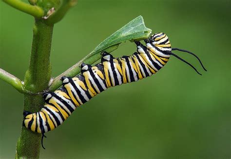 Monarch Caterpillar Eating Milkweed Leaf Fairchild Tropical Botanic