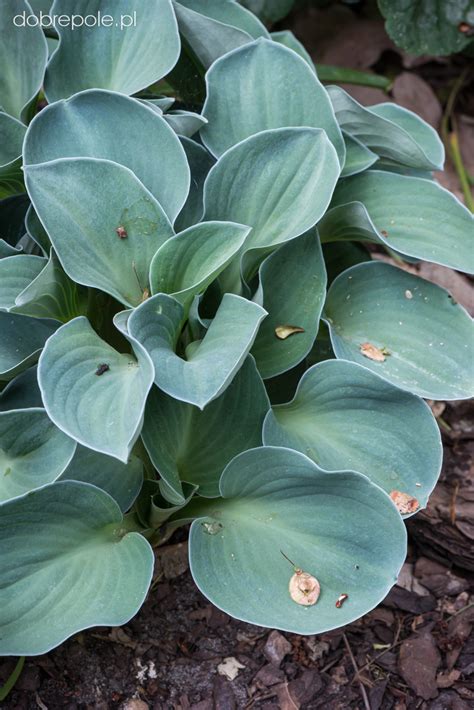 Szk Ka Bylin Dobrepole Hosta Blue Mouse Ears Funkia Ogrodowa