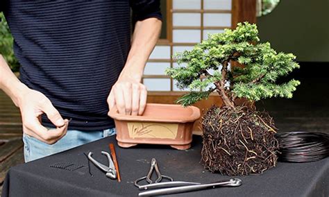 How To Make A Bonsai Bonsai Empire