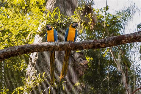 Species Of The Bird Park In Foz Do Iguacu Brazil Ararauna Stock Photo