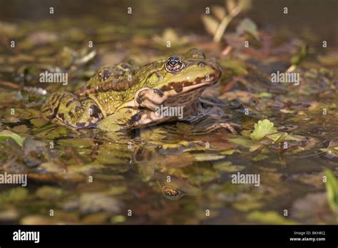 Rana de pantano en el lago de agua fotografías e imágenes de alta