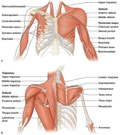 Upper Torso Muscle Anatomy