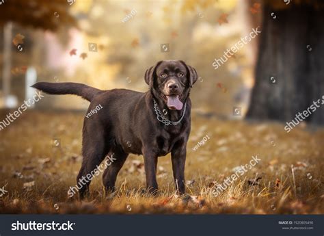 75,966 Brown Labrador Images, Stock Photos & Vectors | Shutterstock