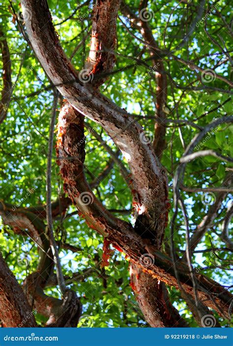 Las Ramas De Rbol Coloridas Del Limbo Del Gumbo Entrelazaron En