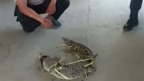 Buaya Masuk Pemukiman Gegerkan Warga Muaragembong Bekasi