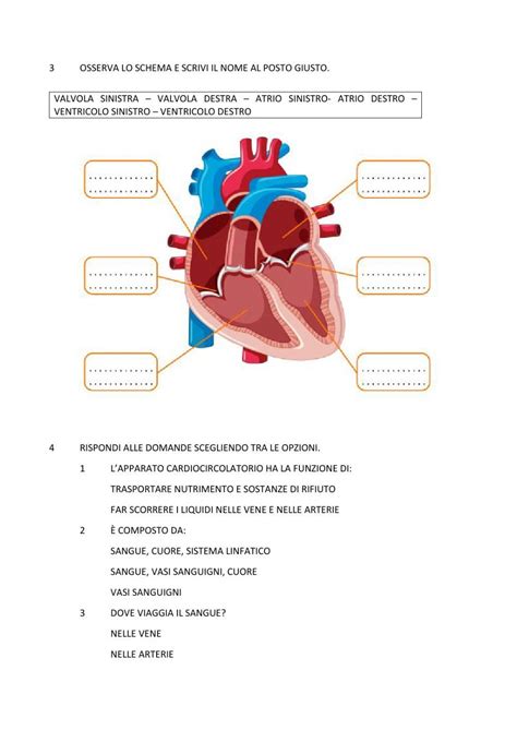 Lapparato Circolatorio Schede Didattiche Per La Scuola Primaria Artofit