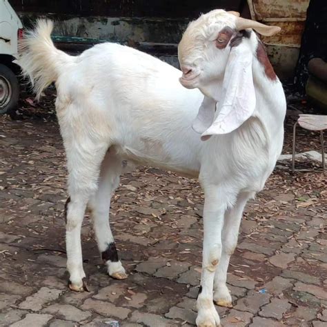 Male And Female White Sojat Goat To Kg At Rs Kg In