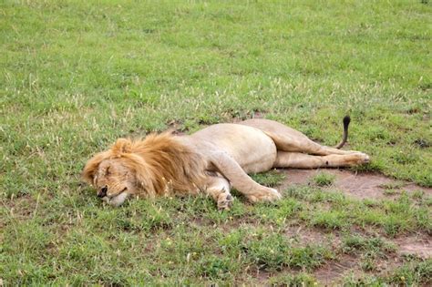 Gran León Descansando En La Hierba En La Pradera Foto Premium